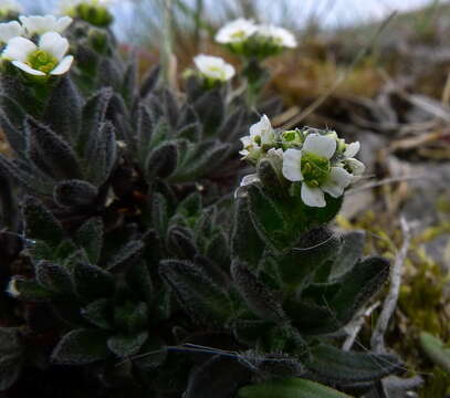 Image of twisted draba