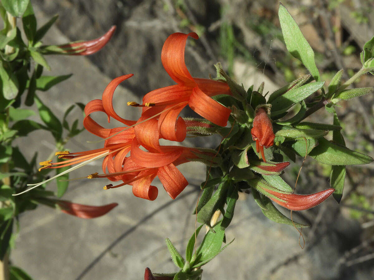 Image of Thurber's desert honeysuckle