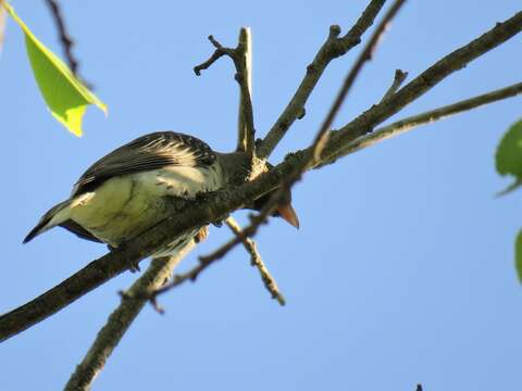 Image of Greater Honeyguide