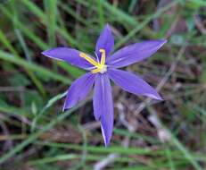 Image of fallflowering pleatleaf