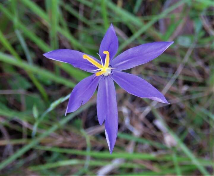 Image of fallflowering pleatleaf