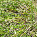 Image of Poa chathamica Petrie