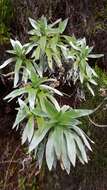 Image of Helichrysum heliotropifolium (Lam.) DC.