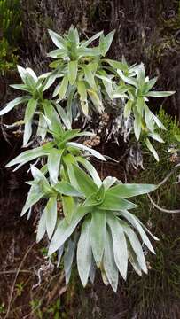 Image of Helichrysum heliotropifolium (Lam.) DC.