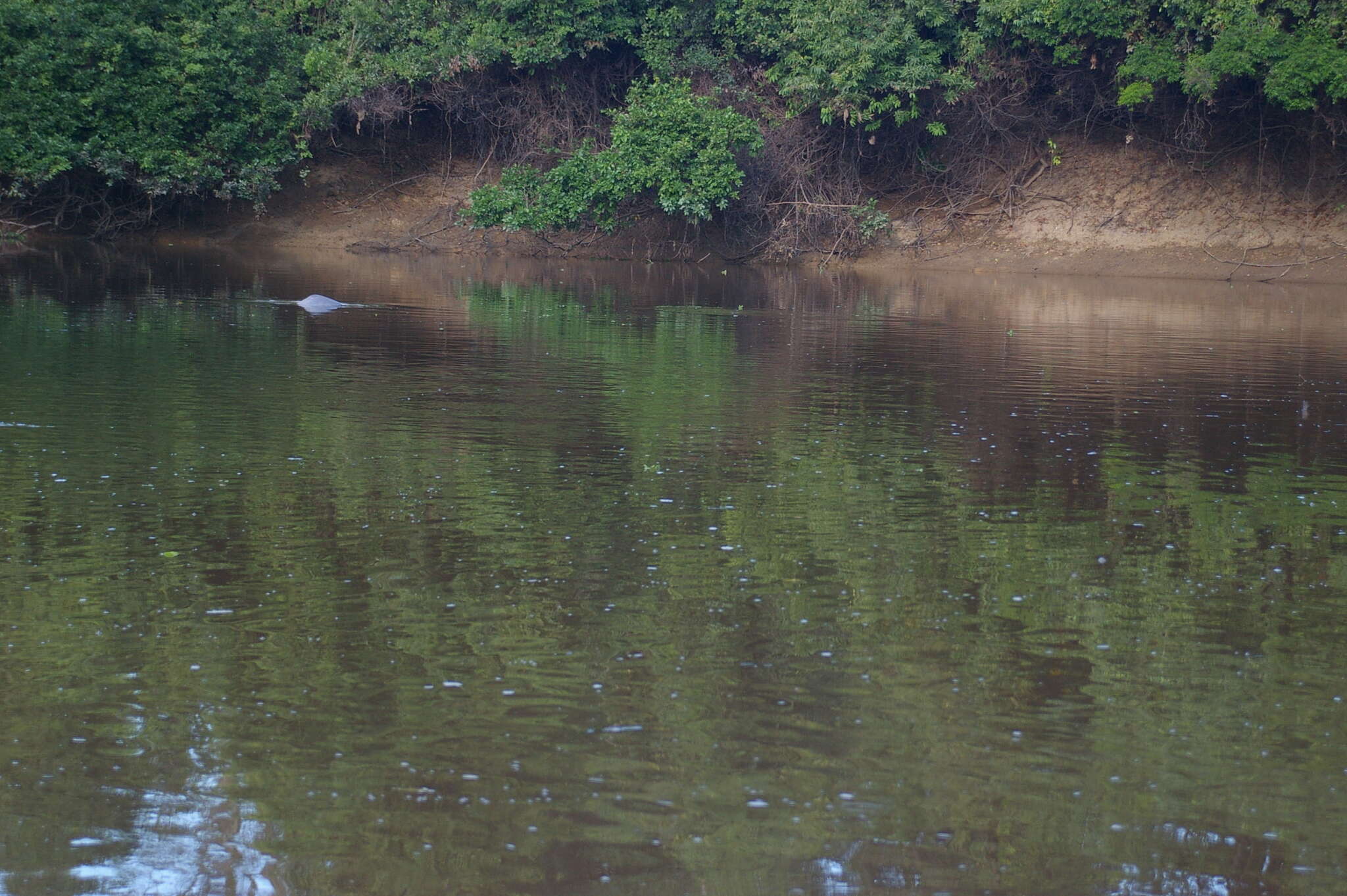 Image of Bolivian river dolphin