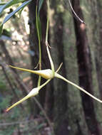 Image of Angraecum conchiferum Lindl.