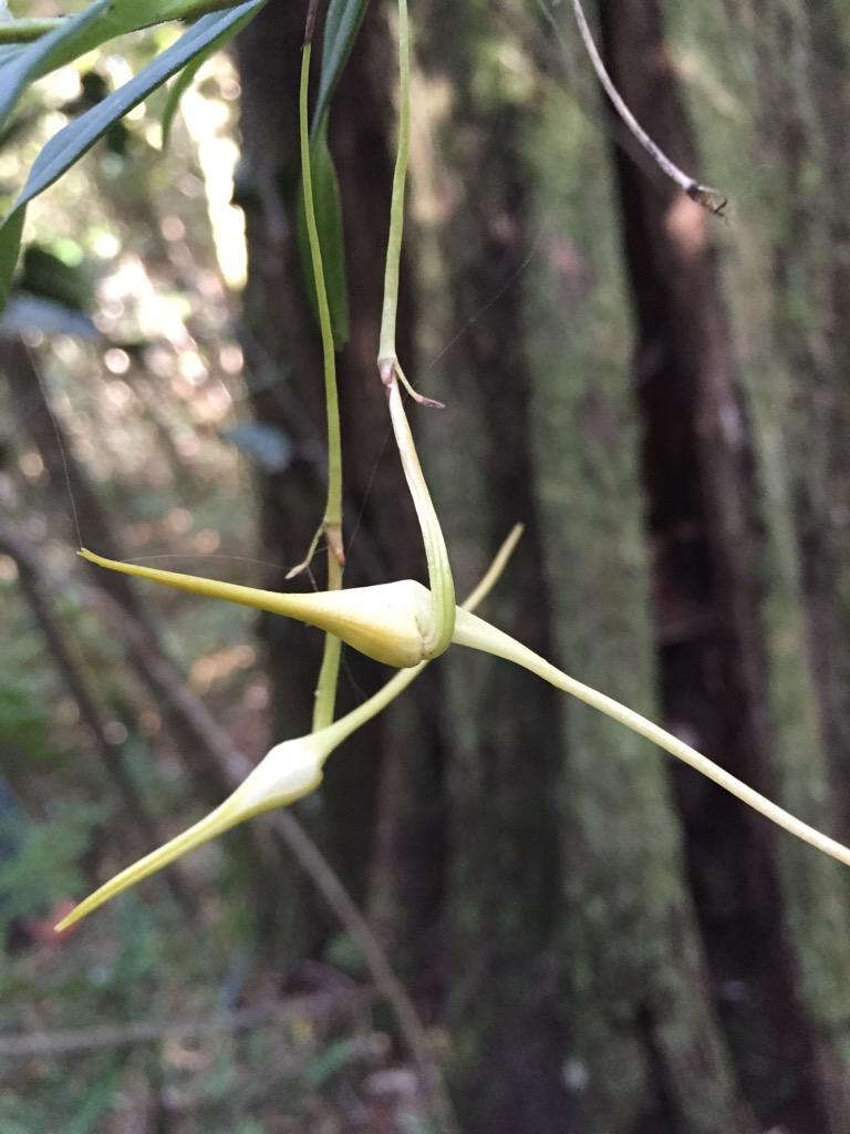 Image of Angraecum conchiferum Lindl.