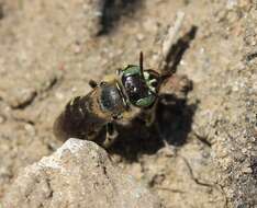 Image of Calliopsis andreniformis Smith 1853