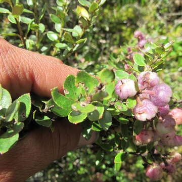 Слика од Gaultheria anastomosans (L. fil.) Kunth