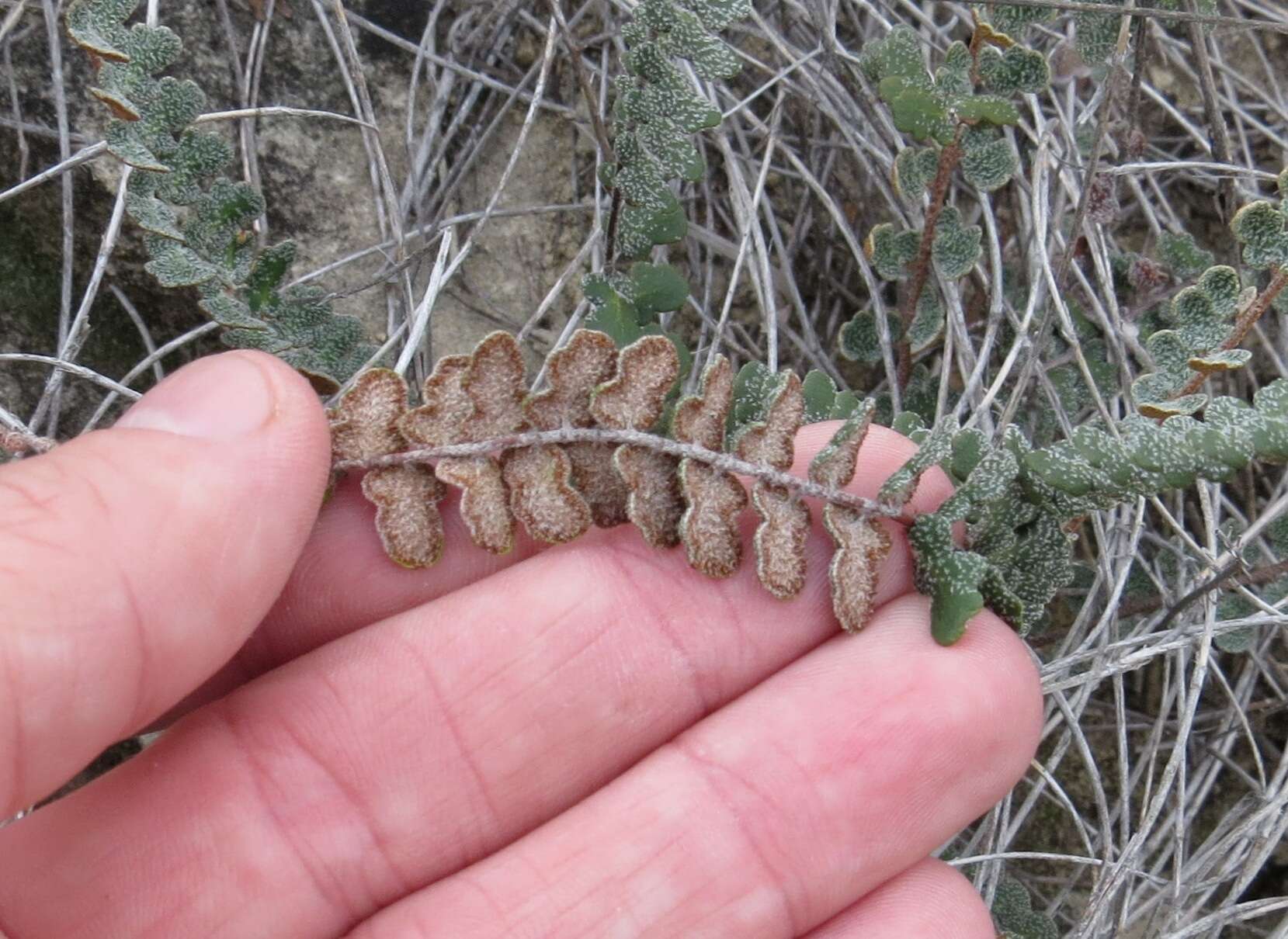 Image of Cochise scaly cloakfern