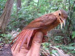 Image of Buff-throated Foliage-gleaner