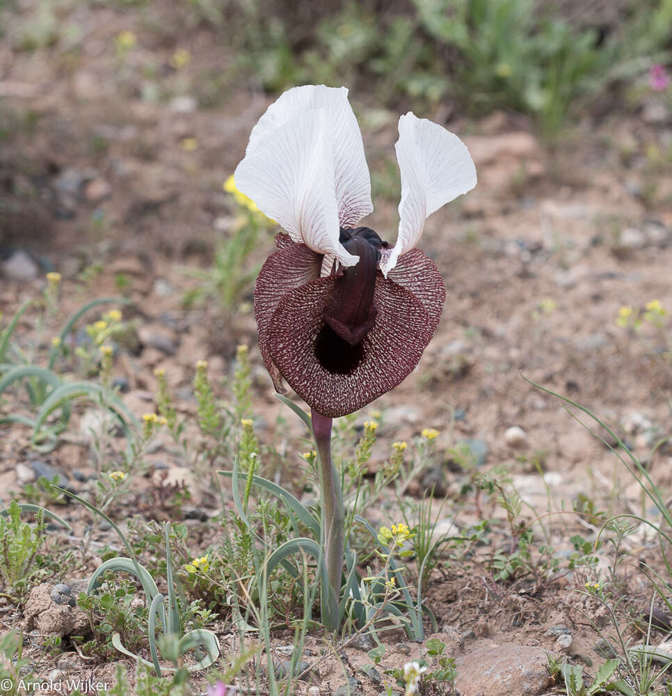 Image of Iris iberica Steven