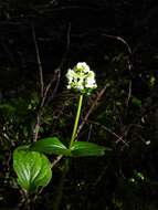 Image of Valeriana lapathifolia Vahl