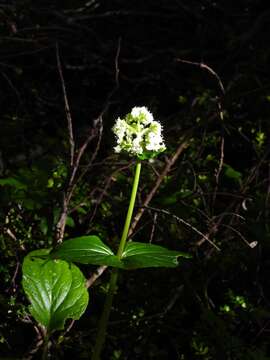 Image of Valeriana lapathifolia Vahl