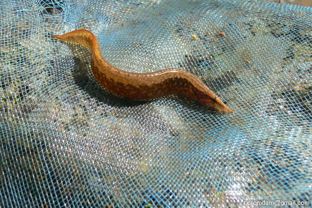 Image of Buff-backed spiny eel
