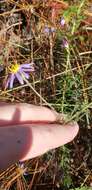 Image of Creeping Stiff-leaved Aster