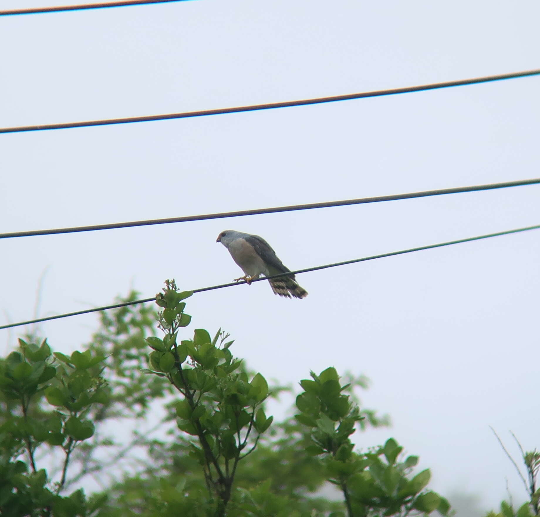 Image of Chinese Sparrowhawk