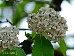 Image of Photinia beauverdiana C. K. Schneid.