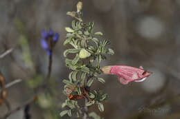 Image of Prostanthera grylloana F. Muell.