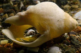 Image of Estuary Clingfish