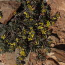 Image of Roepera cordifolia (L. fil.) Beier & Thulin