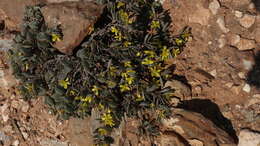 Image of Roepera cordifolia (L. fil.) Beier & Thulin