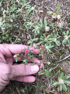 Image of Paraguayan purslane