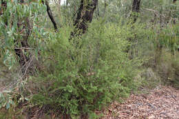 Image of Leptospermum continentale J. Thompson