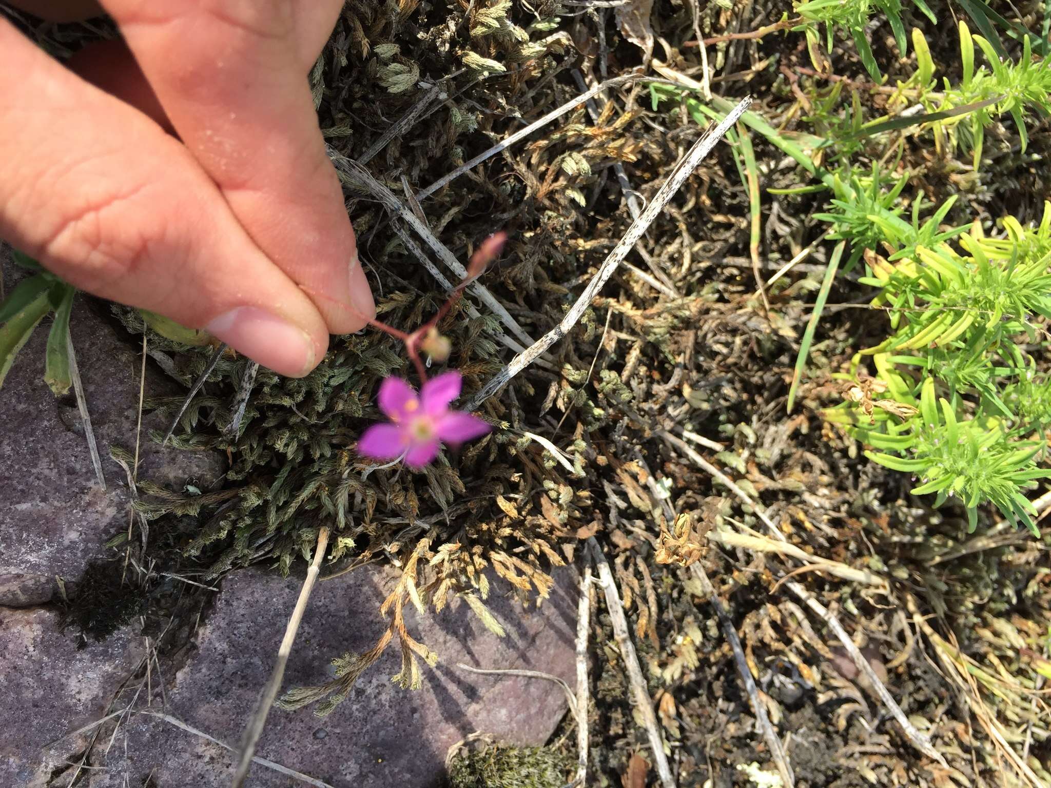 Image of prairie fameflower