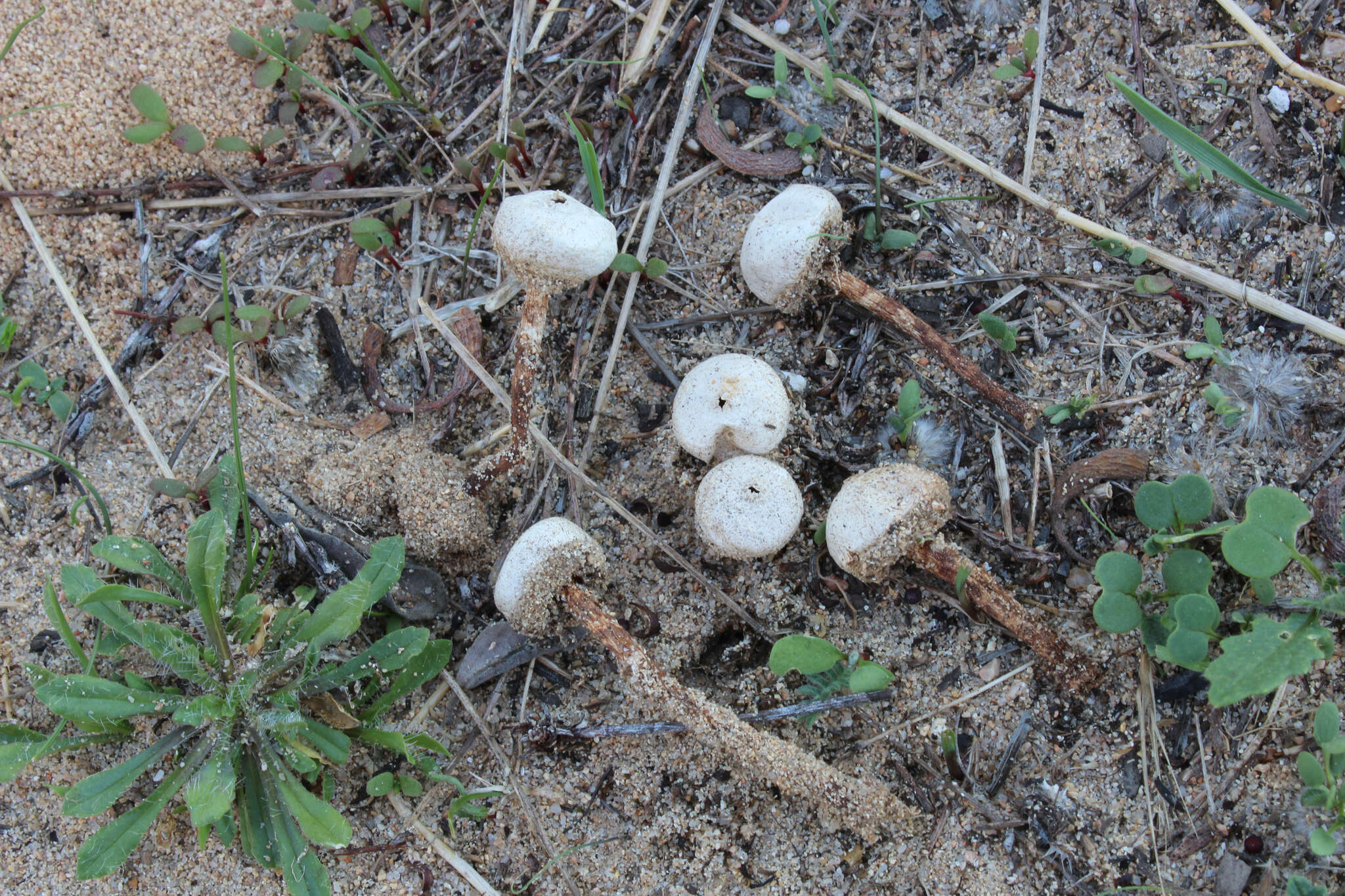 Imagem de Tulostoma fimbriatum Fr. 1829