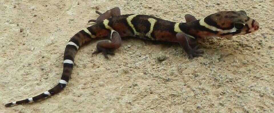 Image of Central American Banded Gecko