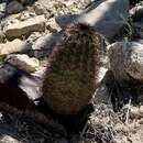 Image de Echinocereus roetteri (Engelm.) Rümpler