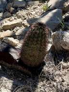 Image de Echinocereus roetteri (Engelm.) Rümpler