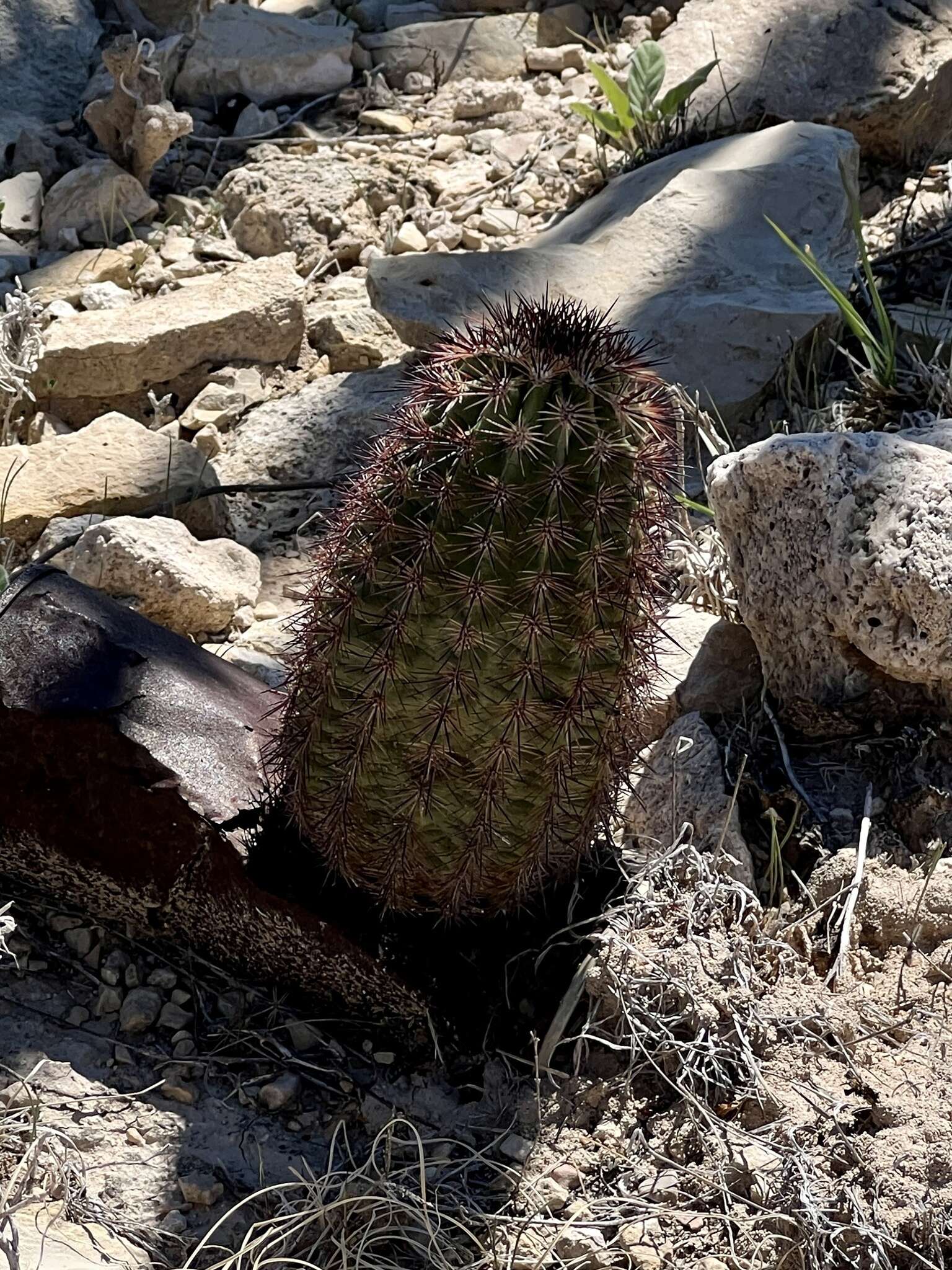 Image of Lloyd's hedgehog cactus