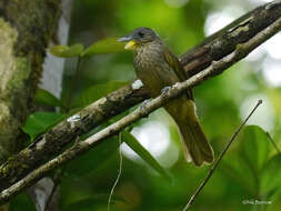 Image of Bearded Bulbul