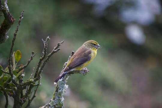 Image of Cape Siskin