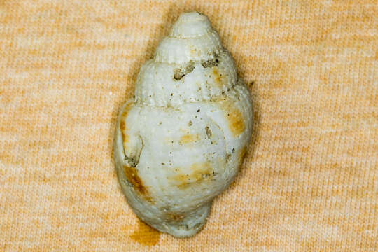Image of common East-Atlantic nutmeg