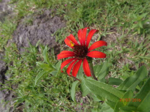 Image of Peruvian zinnia