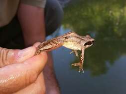 Image of Italian Agile Frog