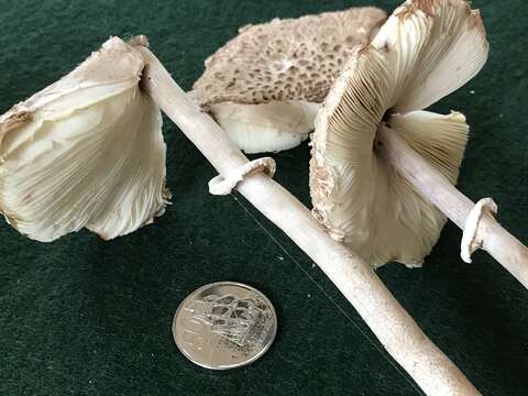 Image of Macrolepiota clelandii Grgur. 1997