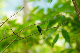 Image of Golden-crowned Emerald