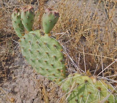 Image of grassland pricklypear