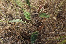 Image de Limonium sareptanum (A. Becker) Gams