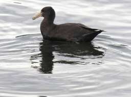 Image of Antarctic Giant-Petrel