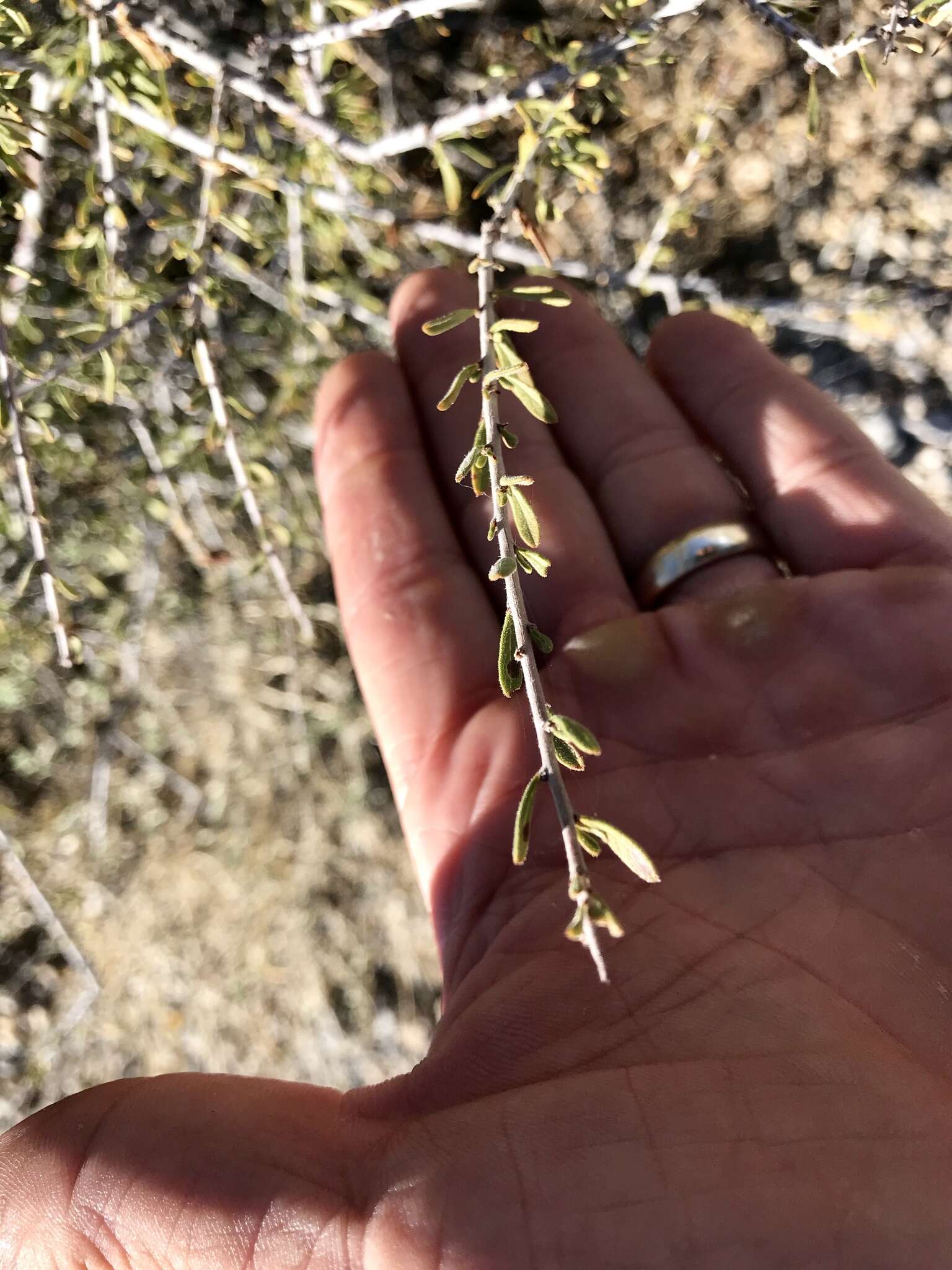 Prunus fasciculata (Torr.) Gray resmi