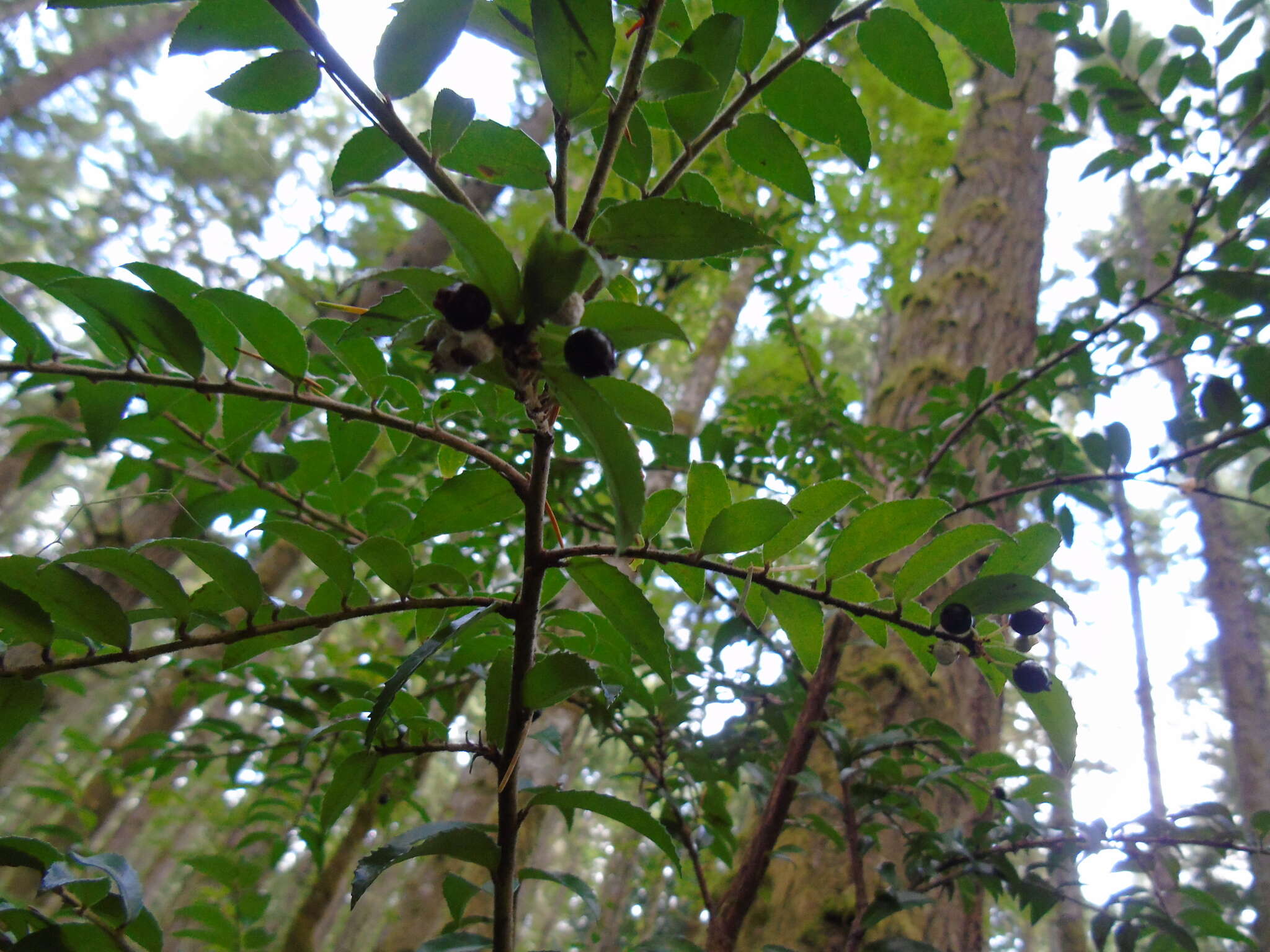 Image of evergreen huckleberry