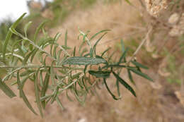 Ozothamnus argophyllus (A. Cunn. ex DC.) A. A. Anderberg resmi