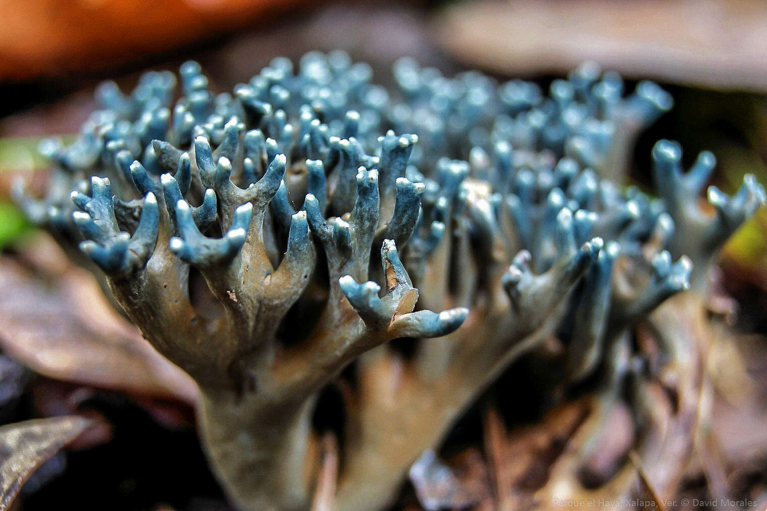 Image of Phaeoclavulina cyanocephala (Berk. & M. A. Curtis) Giachini 2011