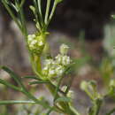 Imagem de Spermolepis lateriflora G. L. Nesom