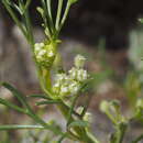 Image de Spermolepis lateriflora G. L. Nesom